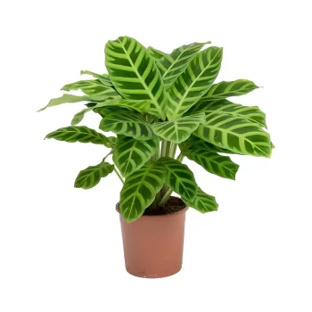 Calathea Zebrina