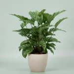 calathea freddie