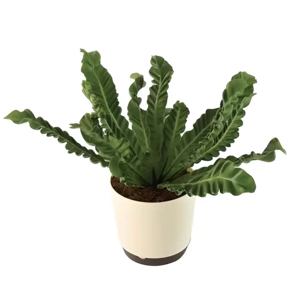 Cobra Fern