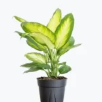 Dieffenbachia Tropic Marianne