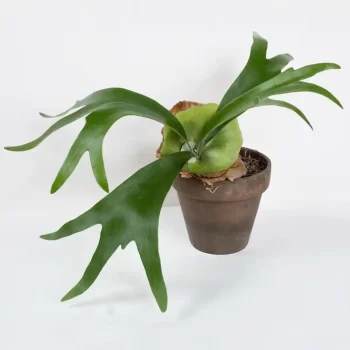 Staghorn Fern