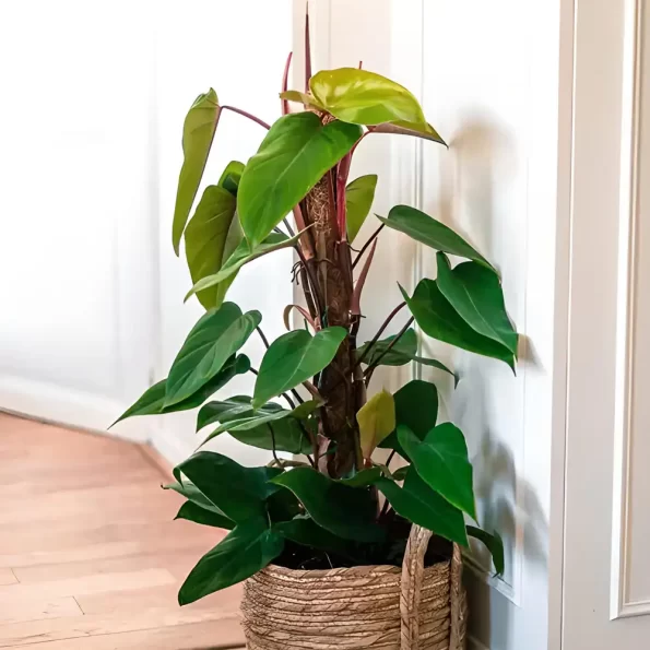 philodendron erubescens red emerald