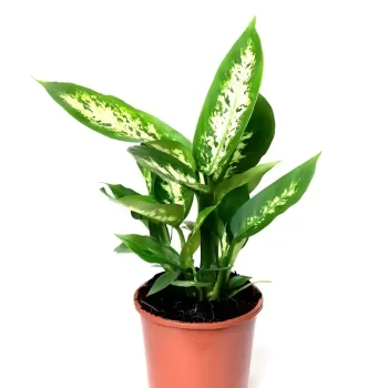 Dieffenbachia Mary