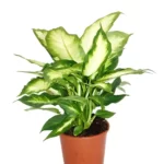 Dieffenbachia camille