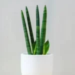 african spear snake plant