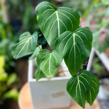 caladium schomburgkii