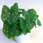 caladium tricolor