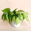 Philodendron hederaceum brasil
