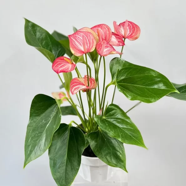 anthurium Livium Red