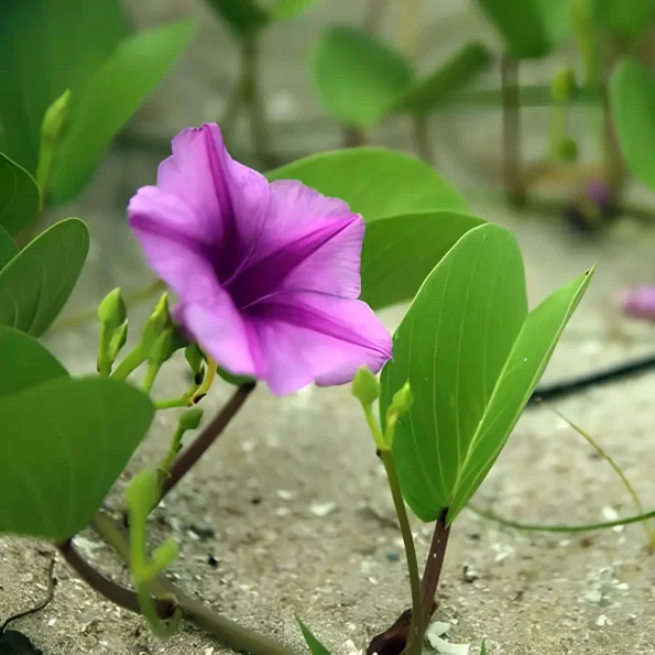 beach morning glory