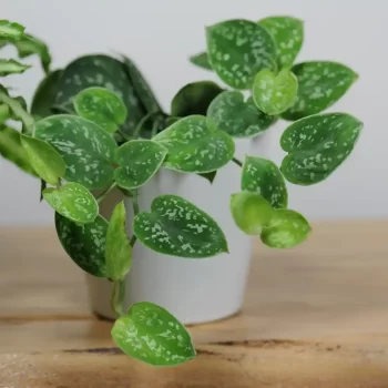 satin pothos