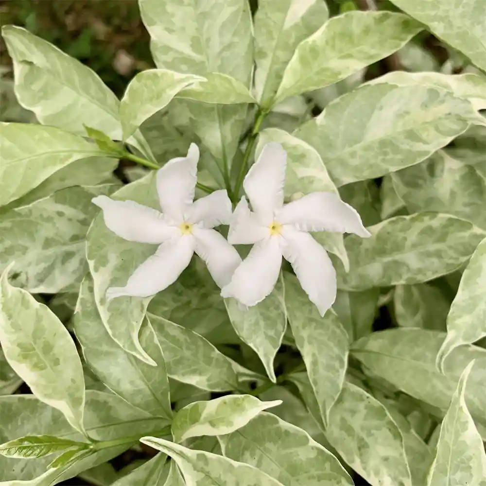 variegated crepe jasmine pinwheel flower