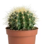 Golden Barrel Cactus