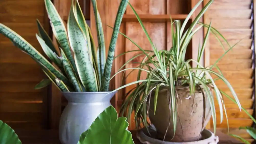 Indoor Gardening With Foliage Crops