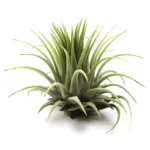 Tillandsia Ionantha Mexico