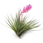 Tillandsia Stricta