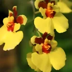 Tolumnia yellow