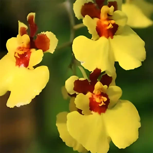 Tolumnia yellow