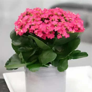 Kalanchoe (pink)