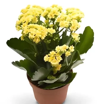 Kalanchoe yellow