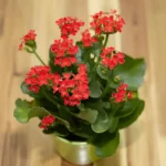 Kalanchoe(Red)