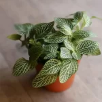 White Nerve Plant – Fittonia Albivenis