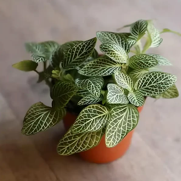 White Nerve Plant, Fittonia Albivenis