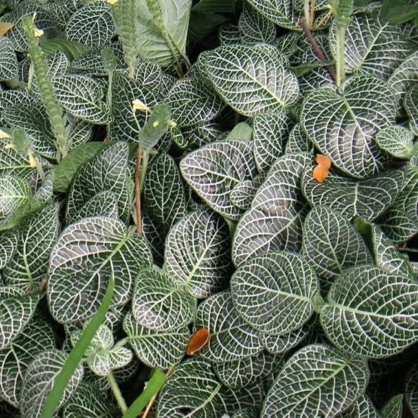 White Nerve Plant Fittonia Albivenis