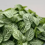 White Nerve Plant – Fittonia Albivenis