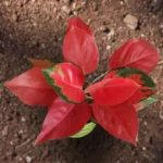 Aglaonema China Red