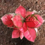 Aglaonema China Red