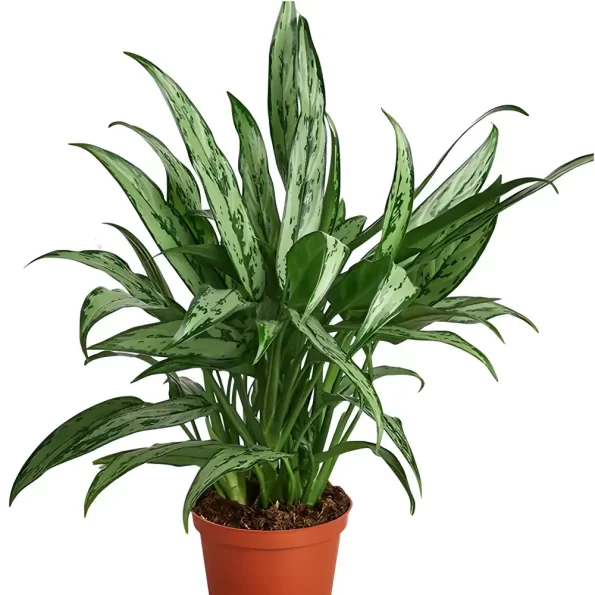 Aglaonema Cutlass