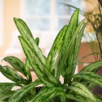 Aglaonema Cutlass