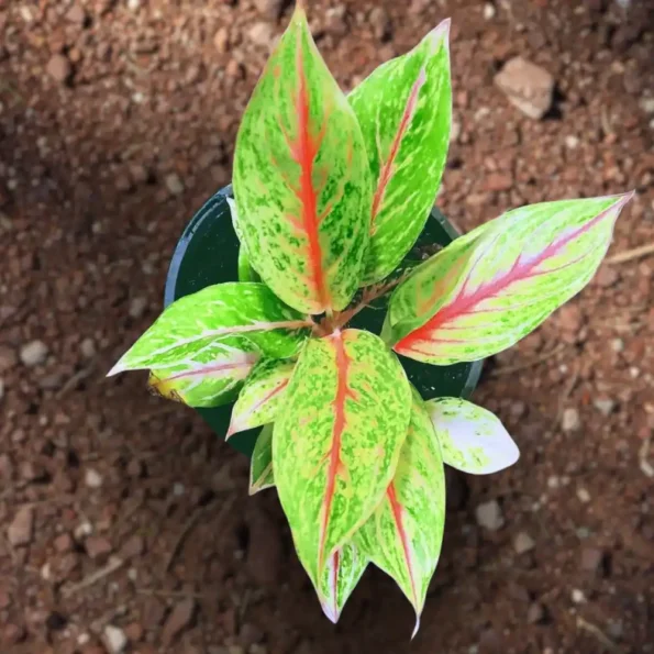 Aglaonema Hybrid Red Fire