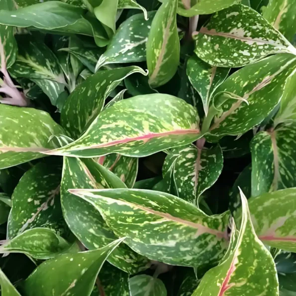 Aglaonema Hybrid Red Fire