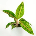 Aglaonema hybrid Red Fire