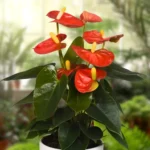 anthurium stilo