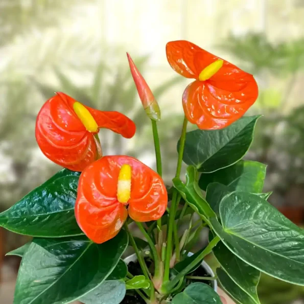 Anthurium Stilo