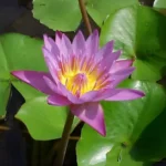 waterlily-purple