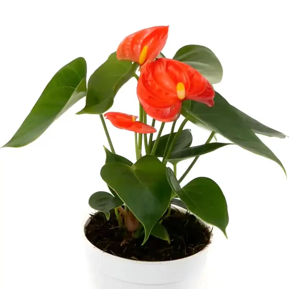 anthurium stilo