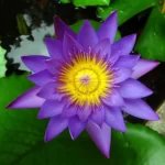 waterlily-purple