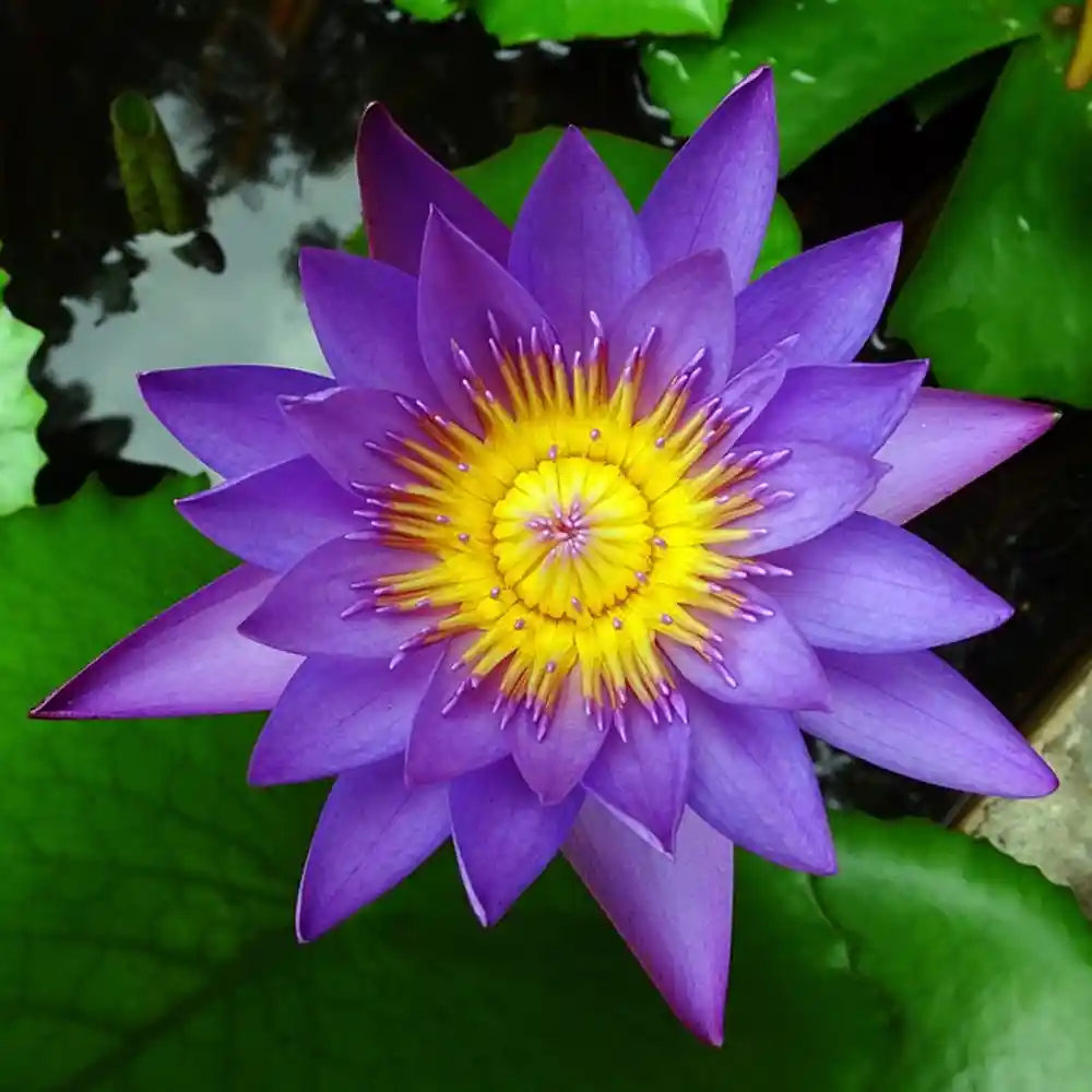waterlily purple