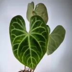 Anthurium Magnificum