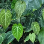 Anthurium Magnificum