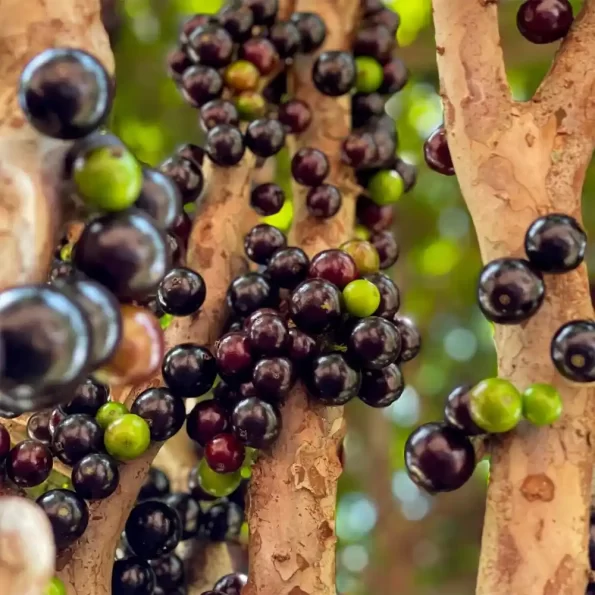 Red Hybrid Jaboticaba