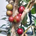 Red Hybrid Jaboticaba