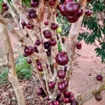 Red Hybrid Jaboticaba