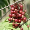 Terengganu Cherry