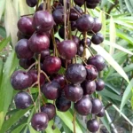 Terengganu Cherry