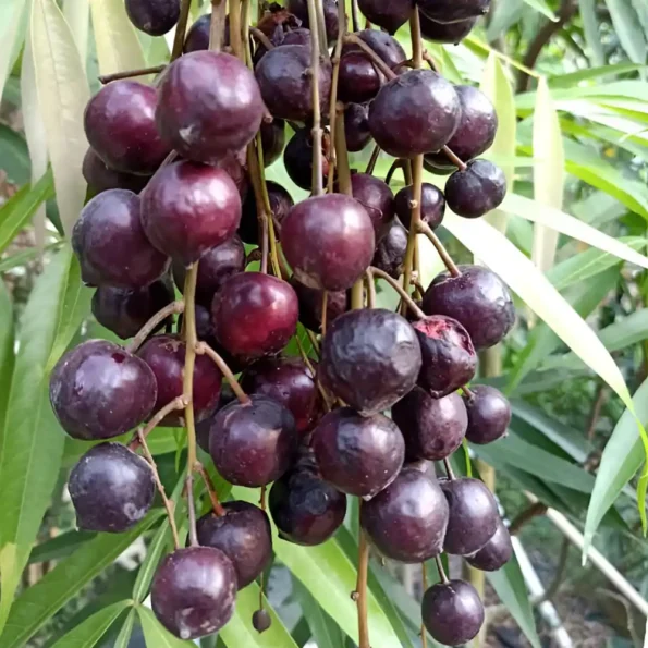 Terengganu Cherry